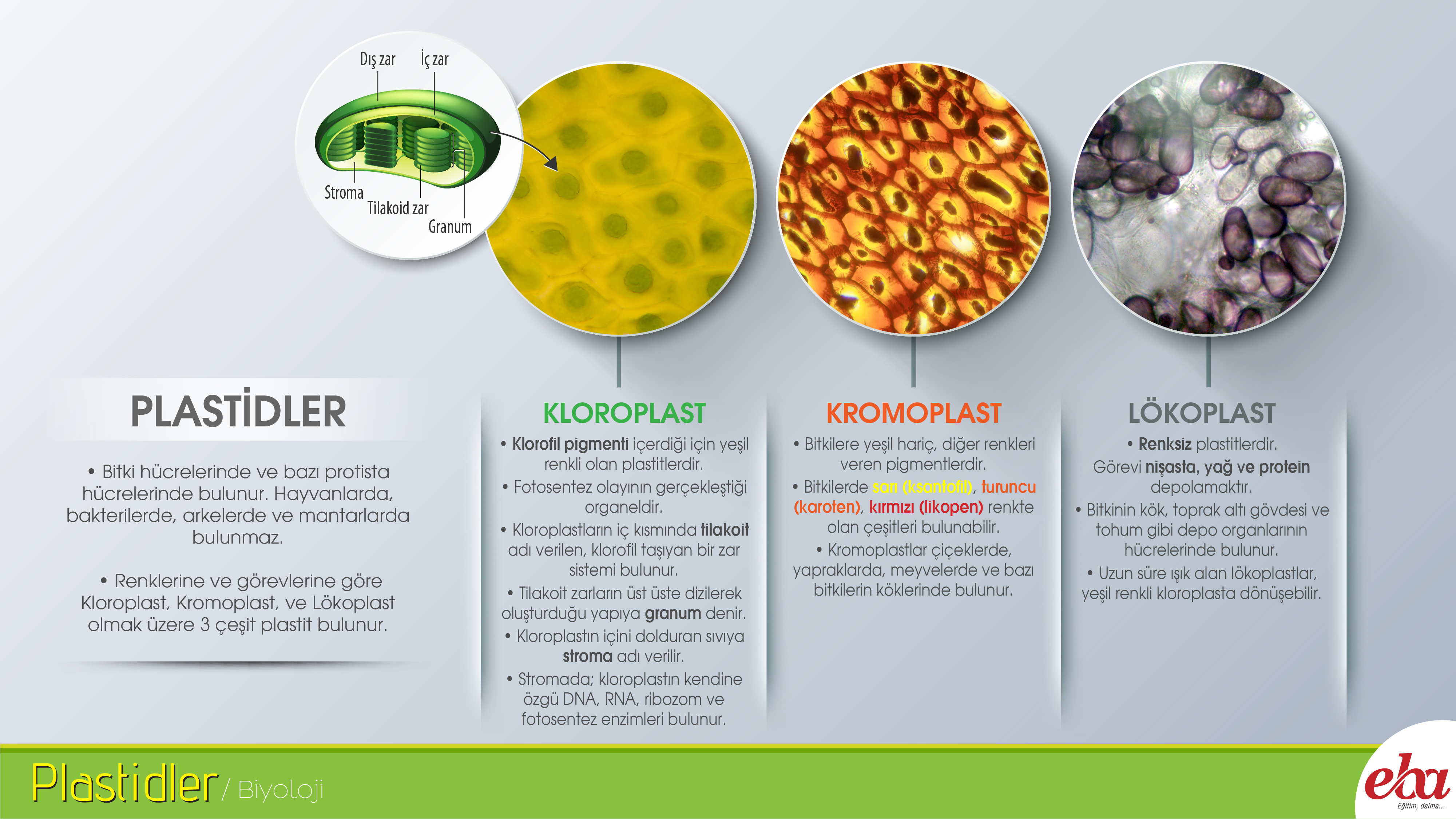 sena oksuz adli kullanicinin egitsel infografik internet panosundaki pin infografik kemik iligi kanada