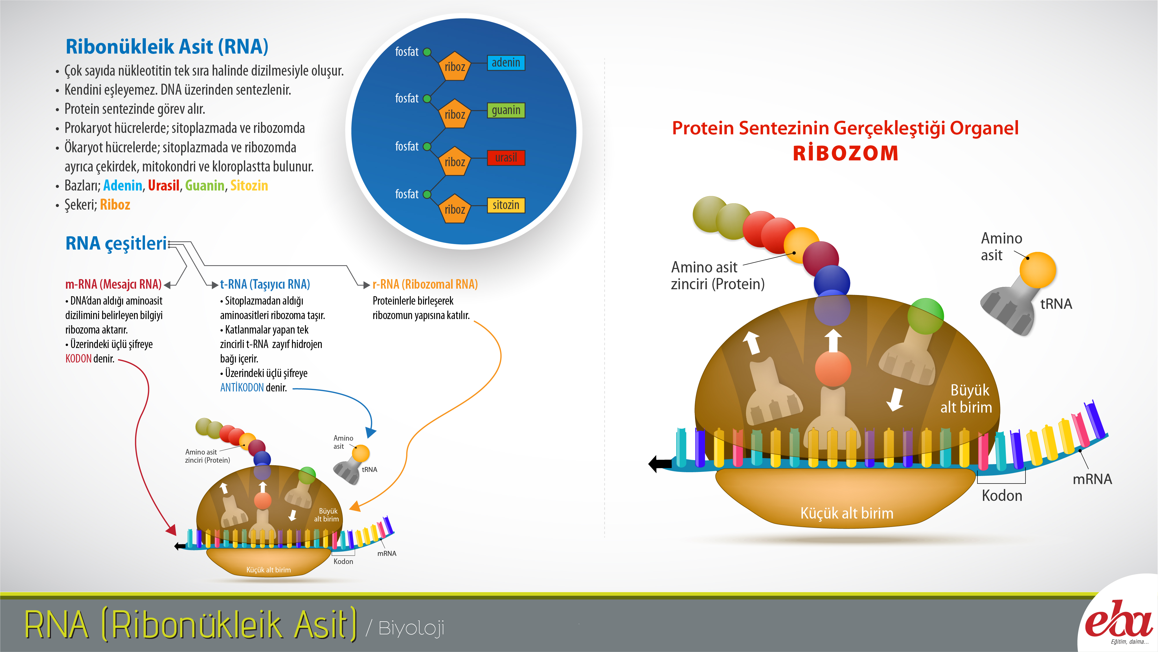 sena oksuz adli kullanicinin egitsel infografik internet panosundaki pin infografik kemik iligi kanada