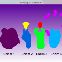 Katalaz enzimi: temel özellikler Katalaz enzimi: temel özellikler