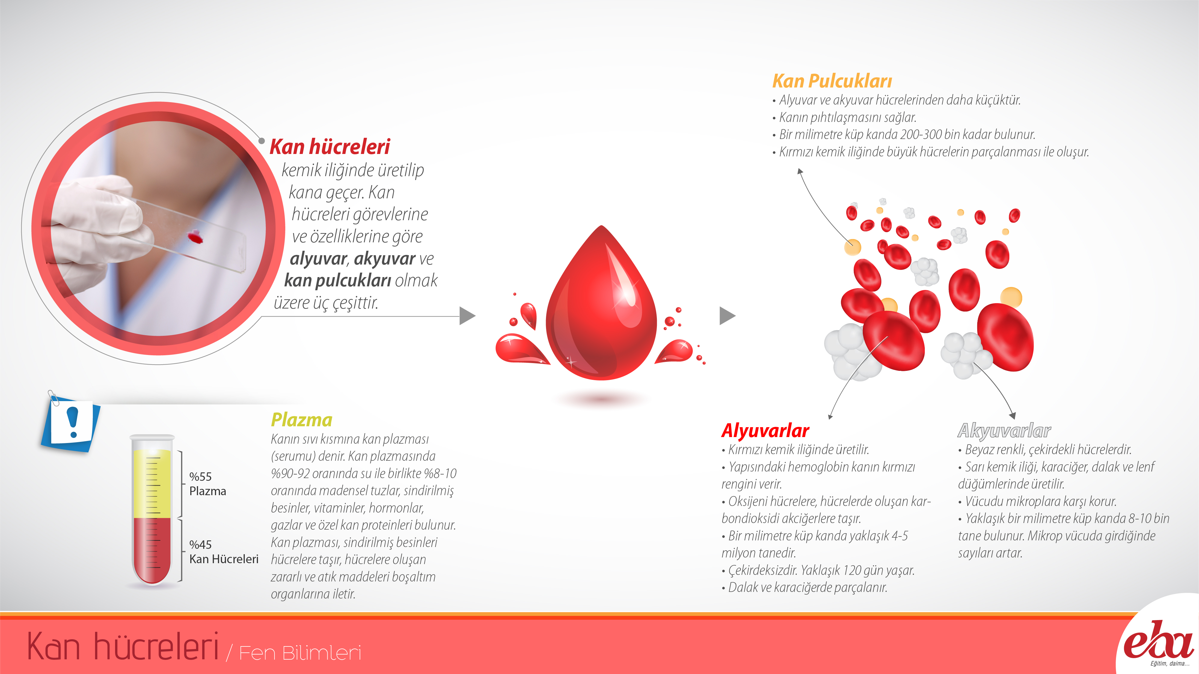 sena oksuz adli kullanicinin egitsel infografik internet panosundaki pin infografik kemik iligi kanada sena oksuz adli kullanicinin egitsel infografik internet panosundaki pin infografik kemik iligi kanada