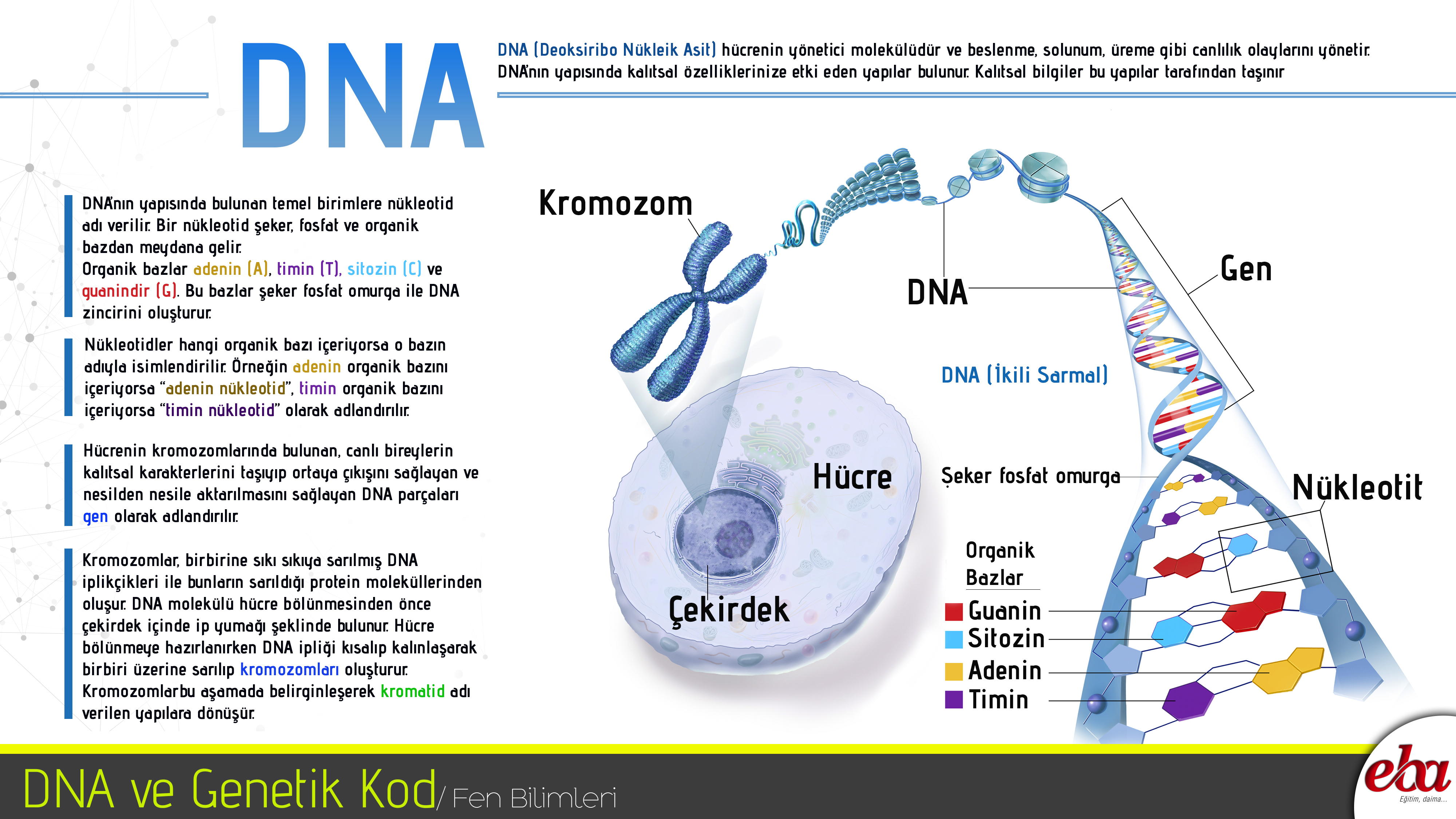 sena oksuz adli kullanicinin egitsel infografik internet panosundaki pin infografik kemik iligi kanada