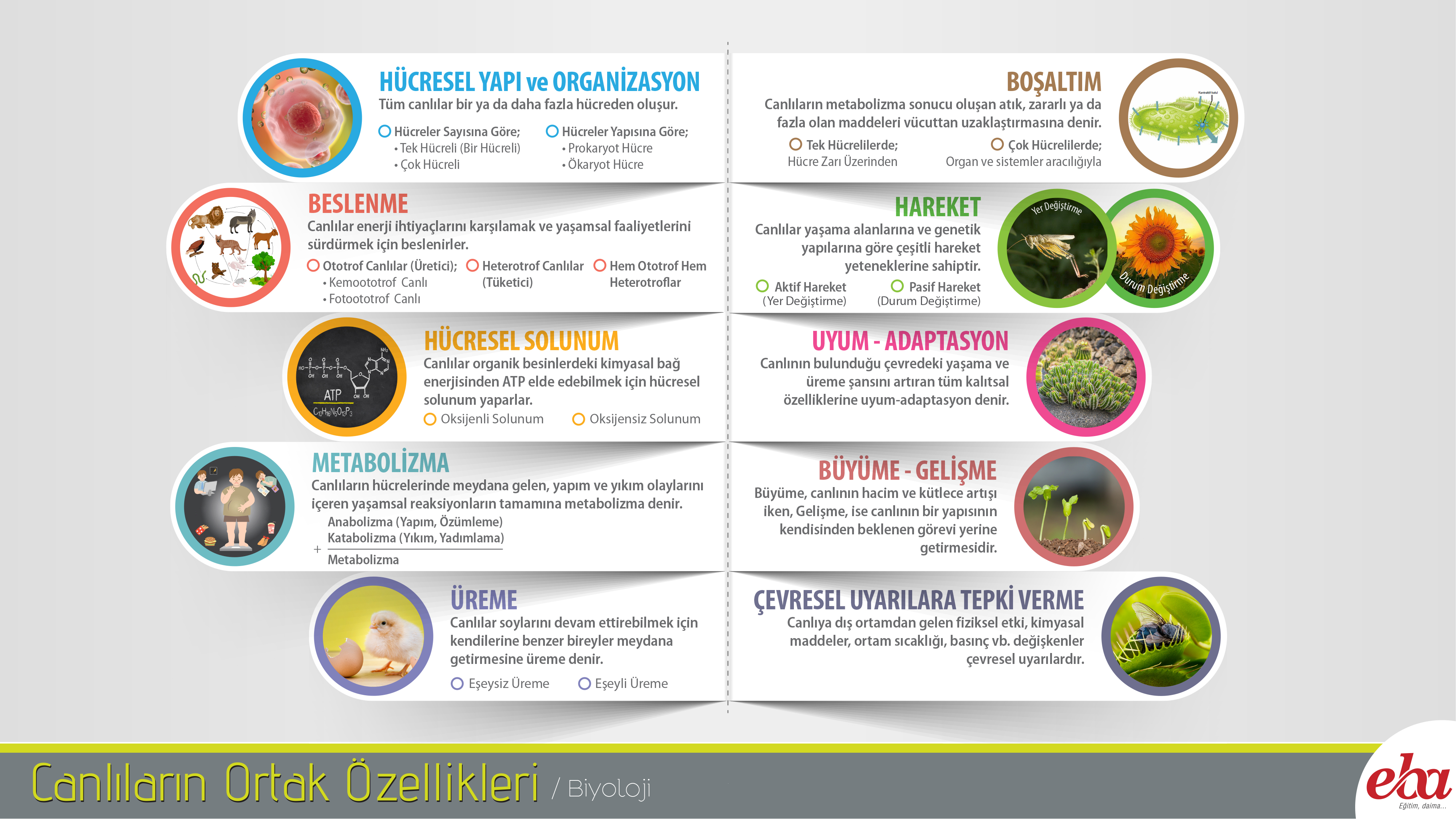 Canlilar Infografik Biyoloji Egitim Felsefesi