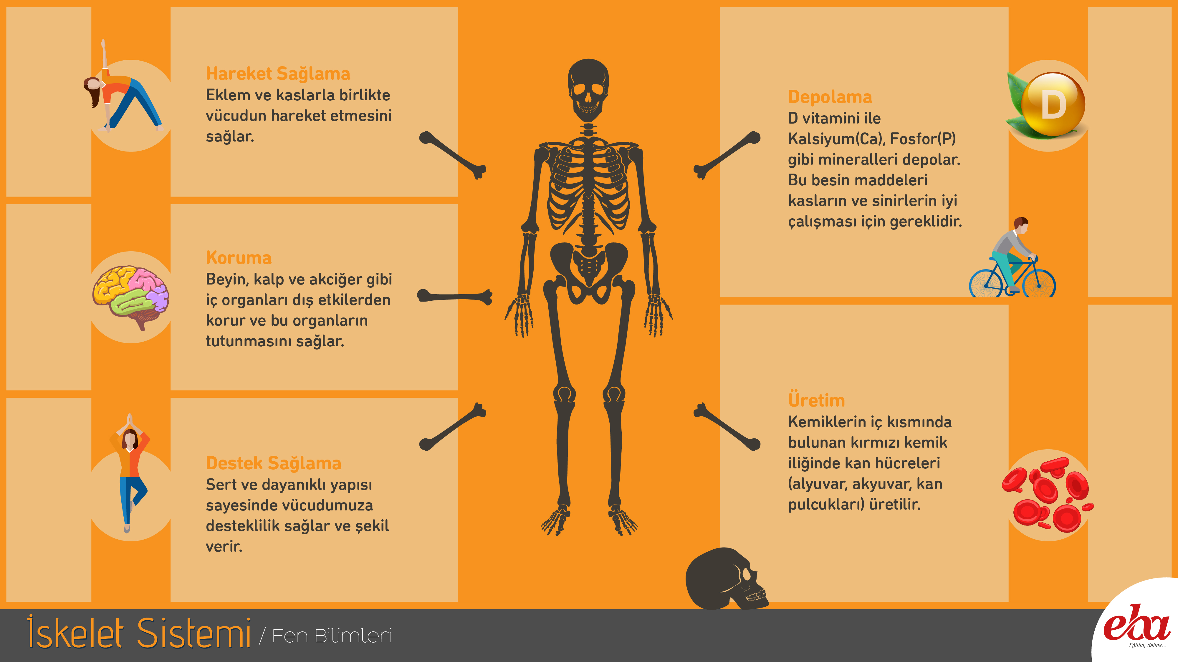 İskeletin genel görevleri İskeletin genel görevleri